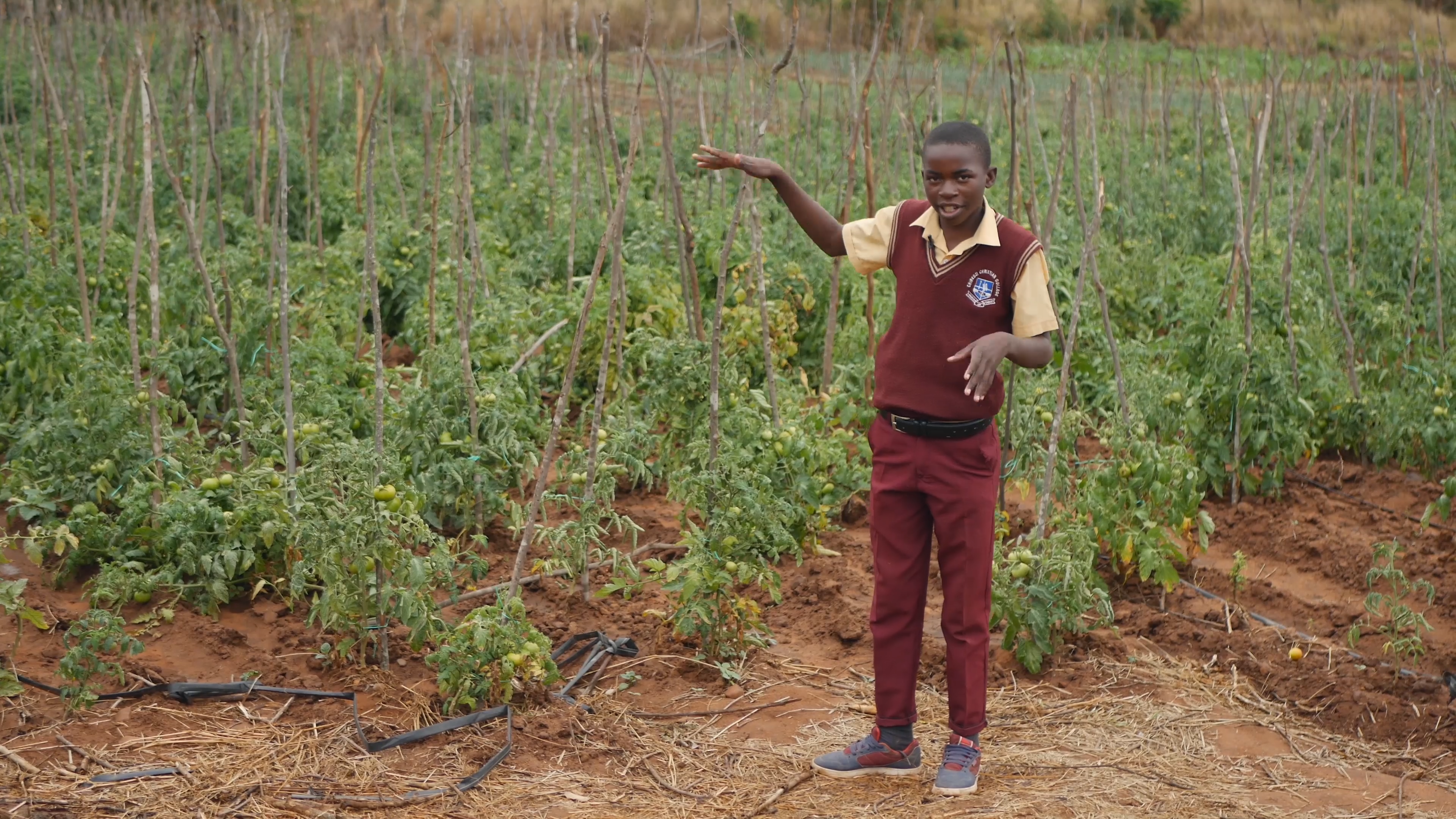 Preview image for the video "Empowering Tomorrow: Climate Change Education in Teach For Zimbabwe" - A black boy in a maroon school uniform stands in front of a field of crops, demonstrating their height with his hand.